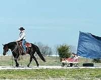 ridden-english-draft-horse