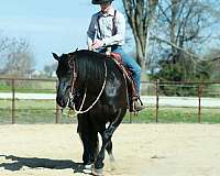ridden-western-draft-horse