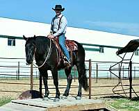 show-draft-horse
