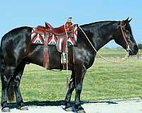 trail-draft-horse