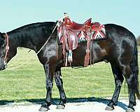 youth-draft-horse