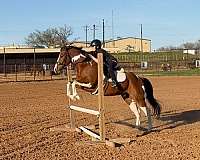 athletic-paint-horse