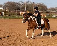 husband-safe-paint-horse