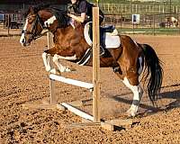 jumping-paint-horse