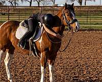 performance-paint-horse