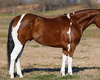 ranch-paint-horse