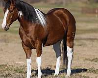 ranch-versatility-paint-horse