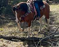 ranch-work-paint-horse