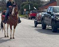 roping-paint-horse