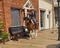 show-paint-horse