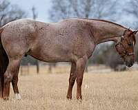 calf-roping-quarter-pony