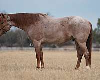athletic-quarter-pony