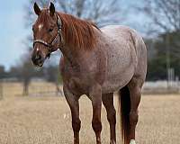 flashy-quarter-pony