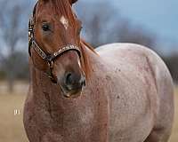 husband-safe-quarter-pony