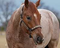 ranch-quarter-pony