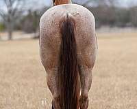 ranch-versatility-quarter-pony