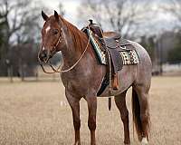 ranch-work-quarter-pony