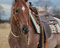 ridden-western-quarter-pony