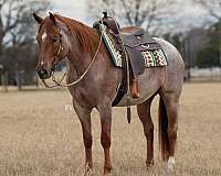 ridden-english-quarter-pony