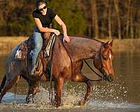 roping-quarter-pony