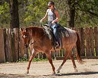 show-quarter-pony