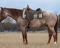 trail-quarter-pony