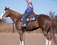 athletic-quarter-pony