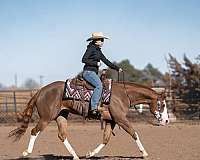 husband-safe-quarter-pony