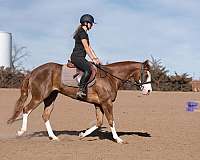 performance-quarter-pony