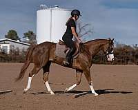 ranch-quarter-pony