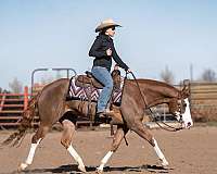 ranch-versatility-quarter-pony