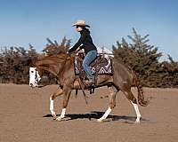 ranch-work-quarter-pony