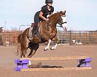 ridden-english-quarter-pony