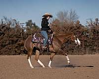 ridden-western-quarter-pony