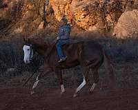 roping-quarter-pony