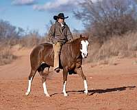 show-quarter-pony