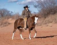 trail-quarter-pony