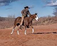 trail-riding-quarter-pony