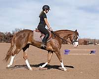 working-cattle-quarter-pony