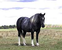 athletic-draft-horse