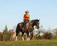 cross-draft-horse