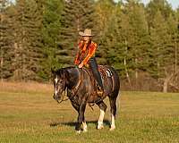 draft-horse