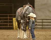 flashy-draft-horse