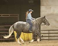 parade-draft-horse