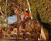 ranch-draft-horse