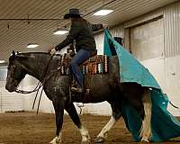 show-draft-horse