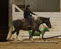 trail-draft-horse