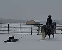 trail-riding-draft-horse