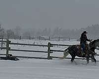 youth-draft-horse