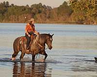 grey-draft-gelding